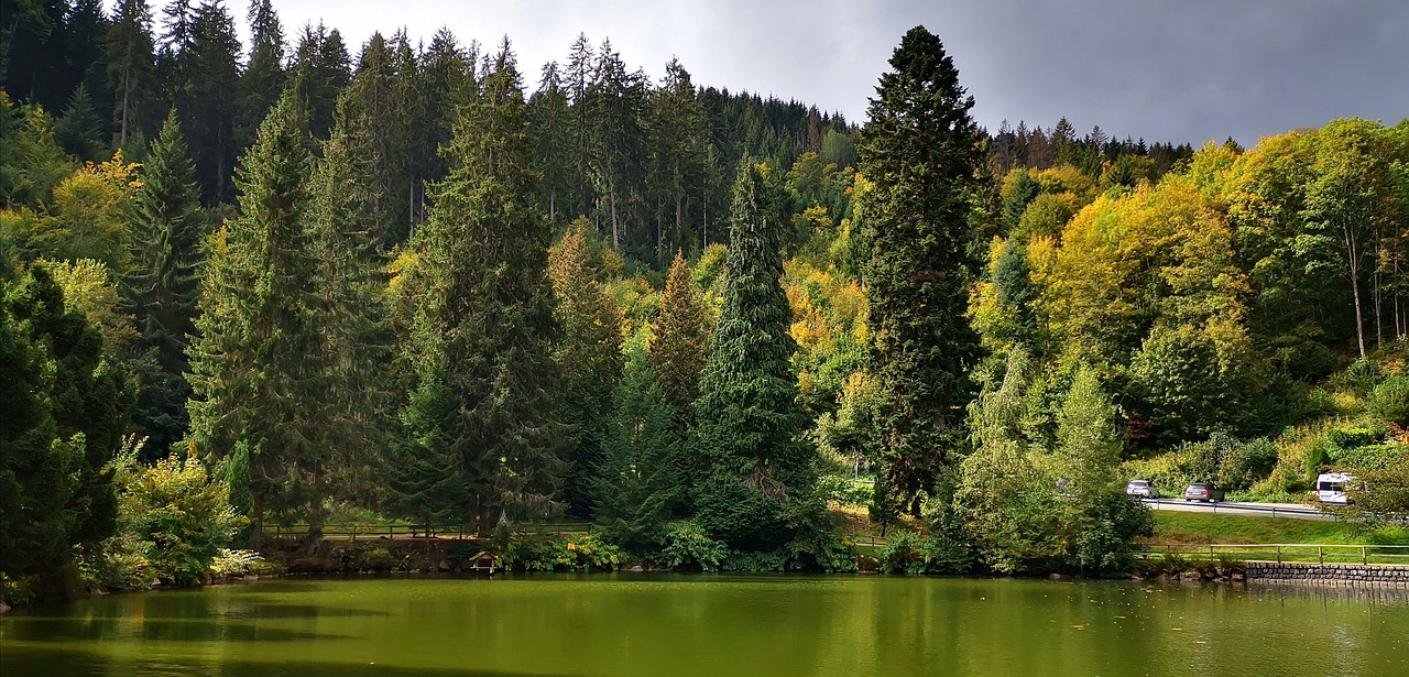 Esplorazione dei Tesori della Foresta Nera