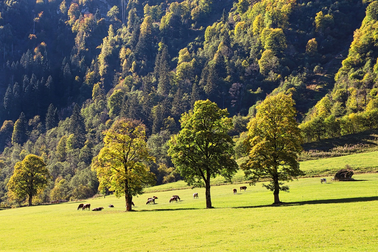 Alpaca Adventure and Scenic Boat Trip in Saxon Switzerland