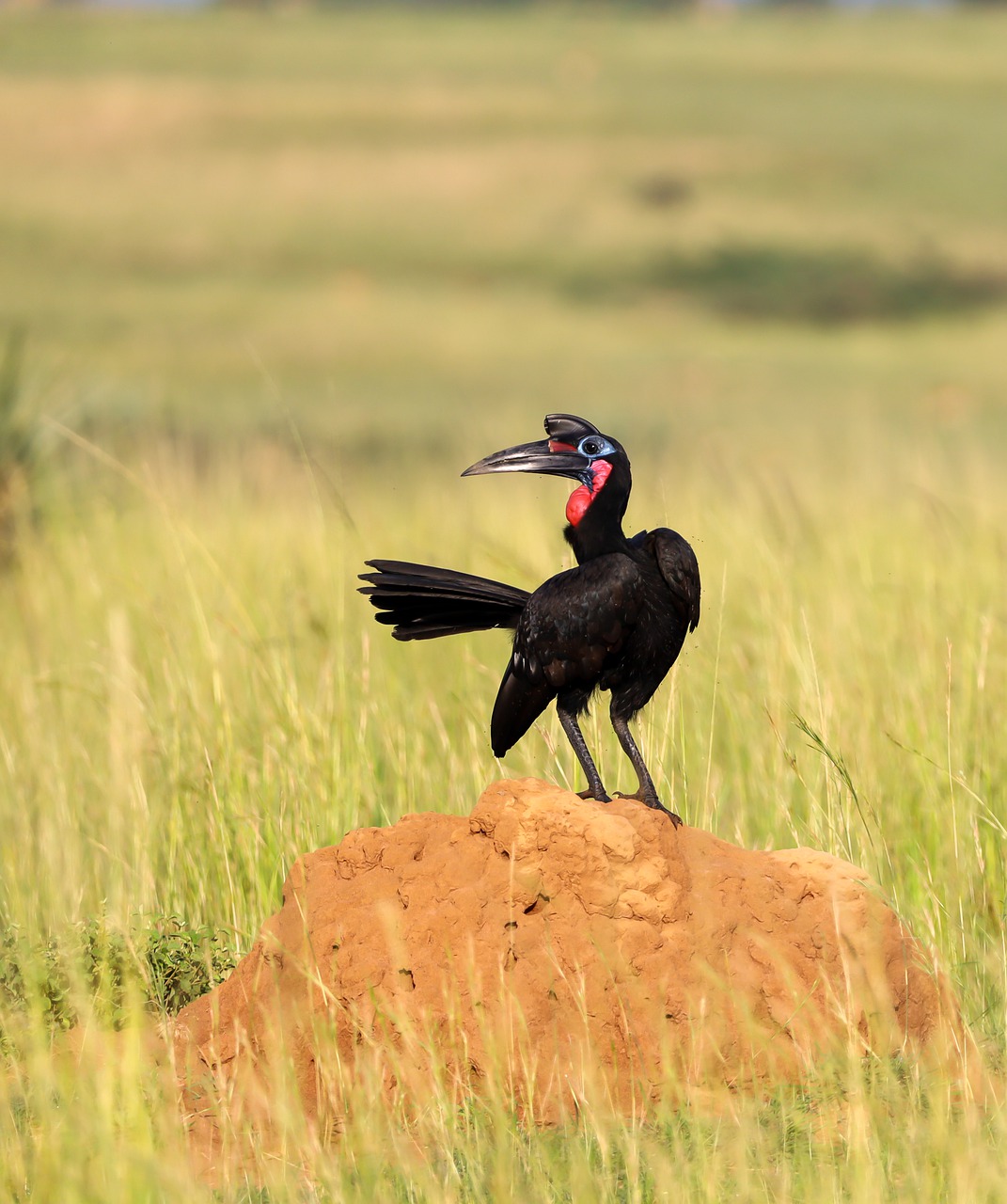 Wildlife Safari and Nature Retreat in Murchison Falls