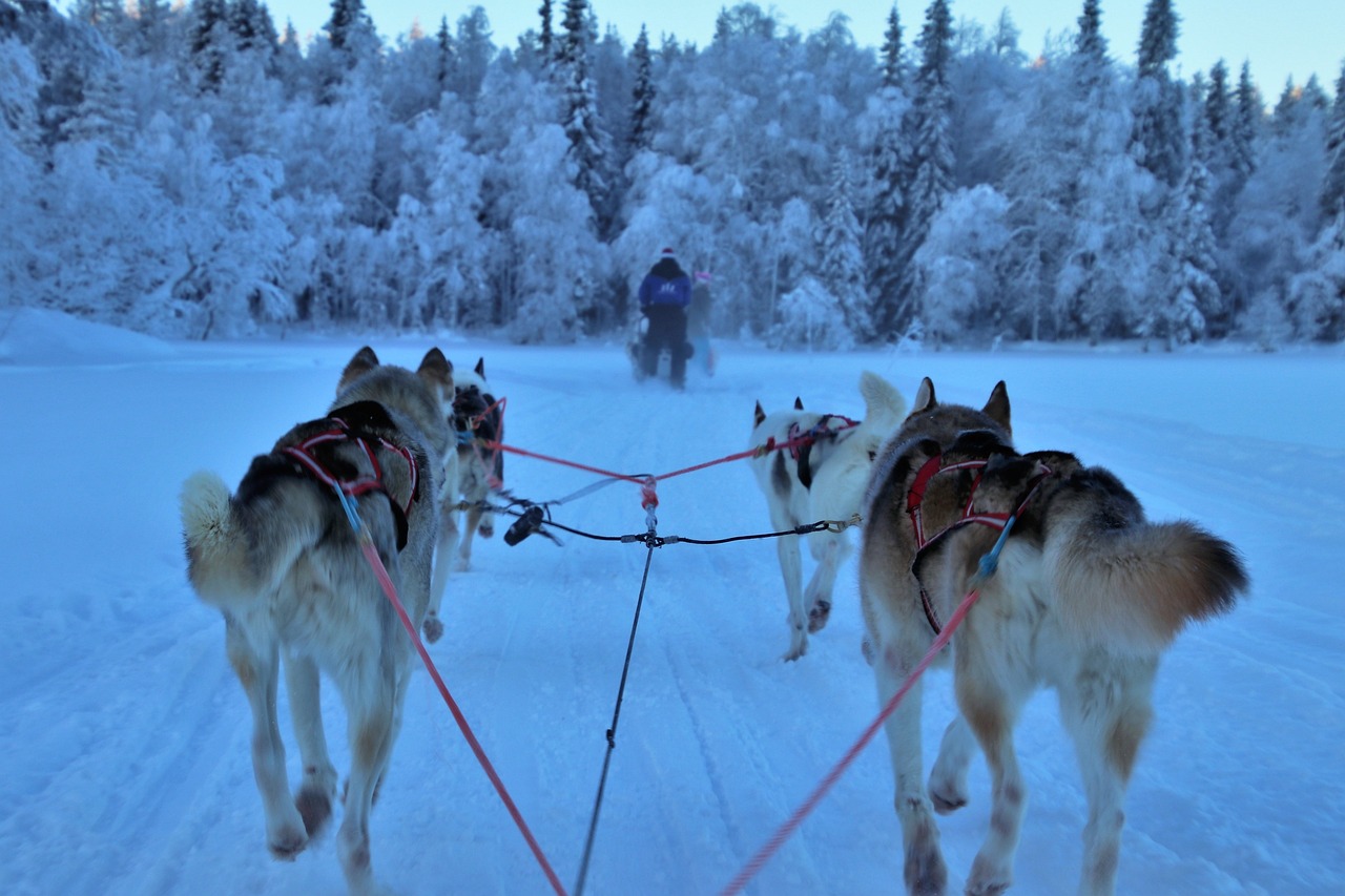 Winter Wonderland in Lapland: Reindeer, Huskies, and Northern Lights