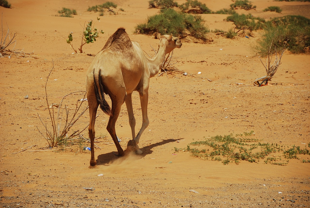 Desert Adventure in Ras Al Khaimah