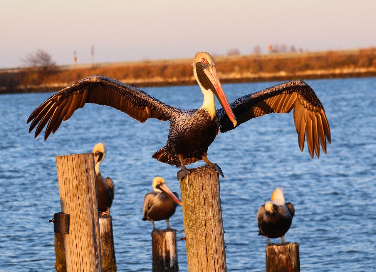 Chesapeake and Norfolk Delights