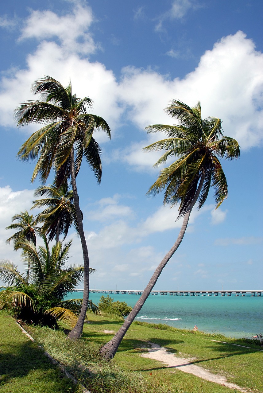 Dolphin Encounters and Culinary Delights in the Florida Keys