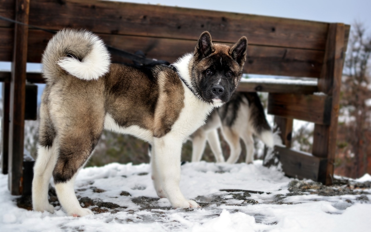 Scenic Drive and Local Eats in Akita