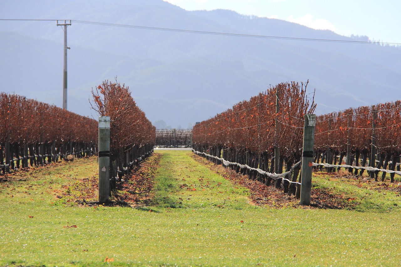 Wine and Nature in Marlborough