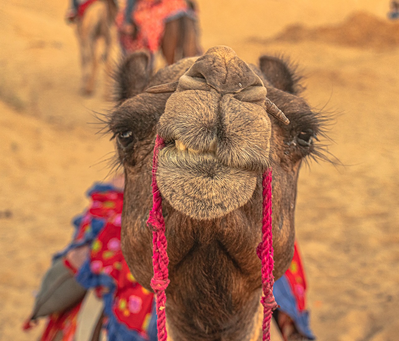 Magical Desert Experience in Thar Desert