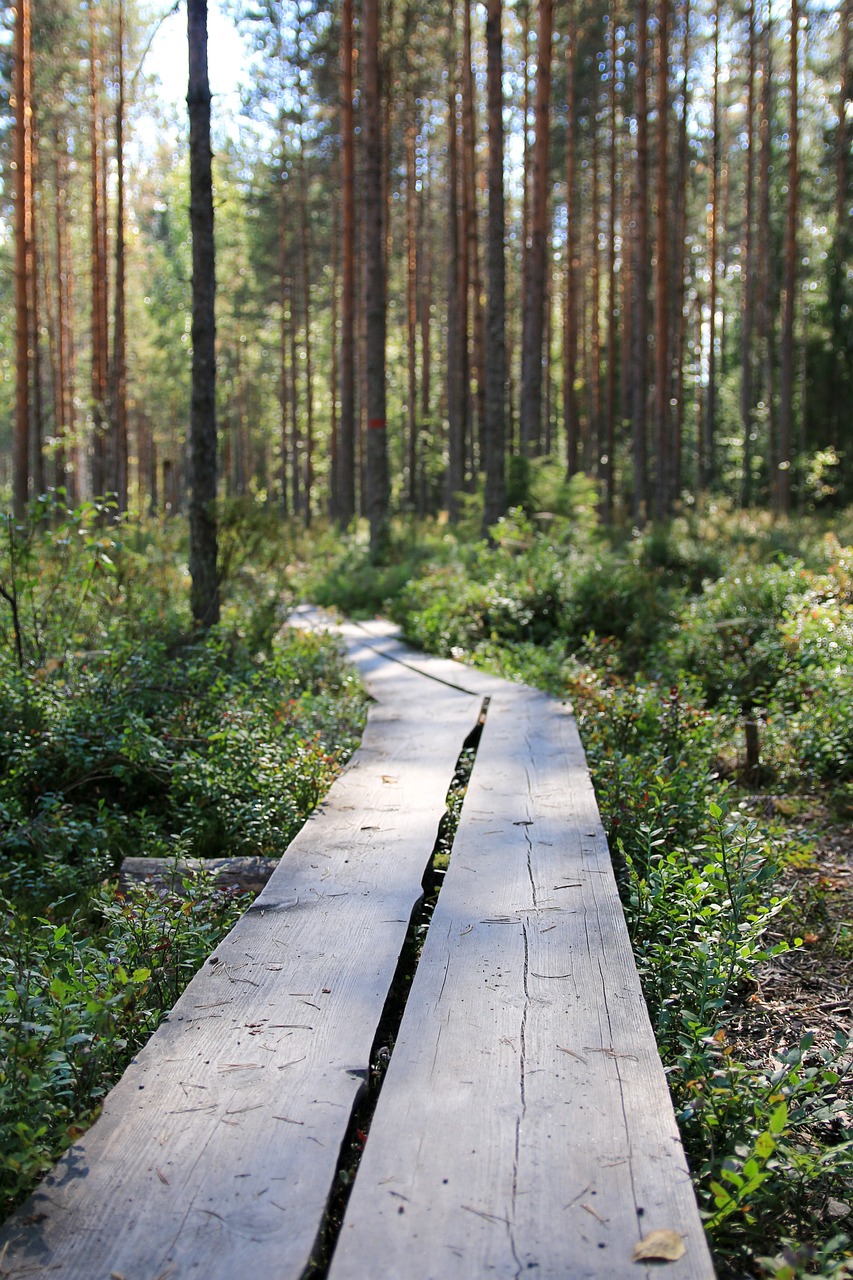 Arctic Adventure in Finnish Lapland