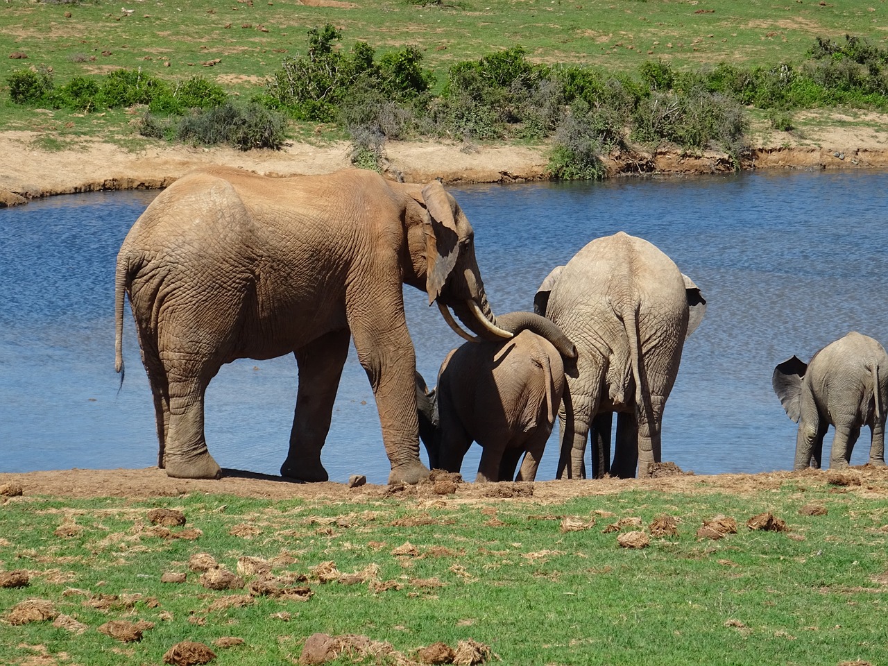 Ultimate Safari and Culinary Experience in Addo