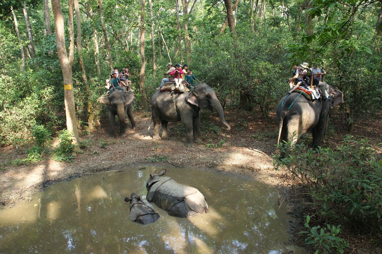 Wildlife Adventure in Chitwan National Park