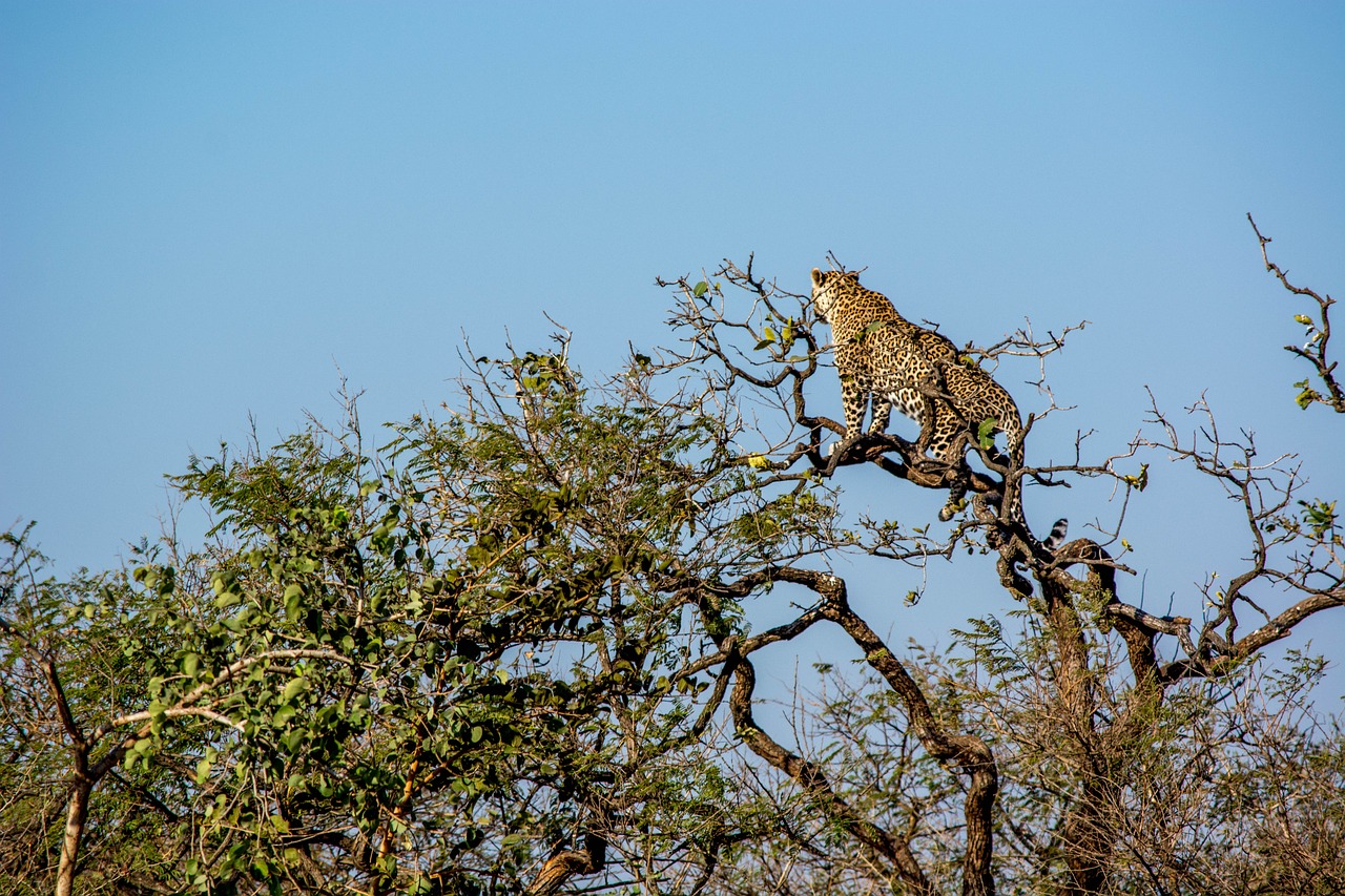 Wildlife and Spiritual Retreat in Gir Forest