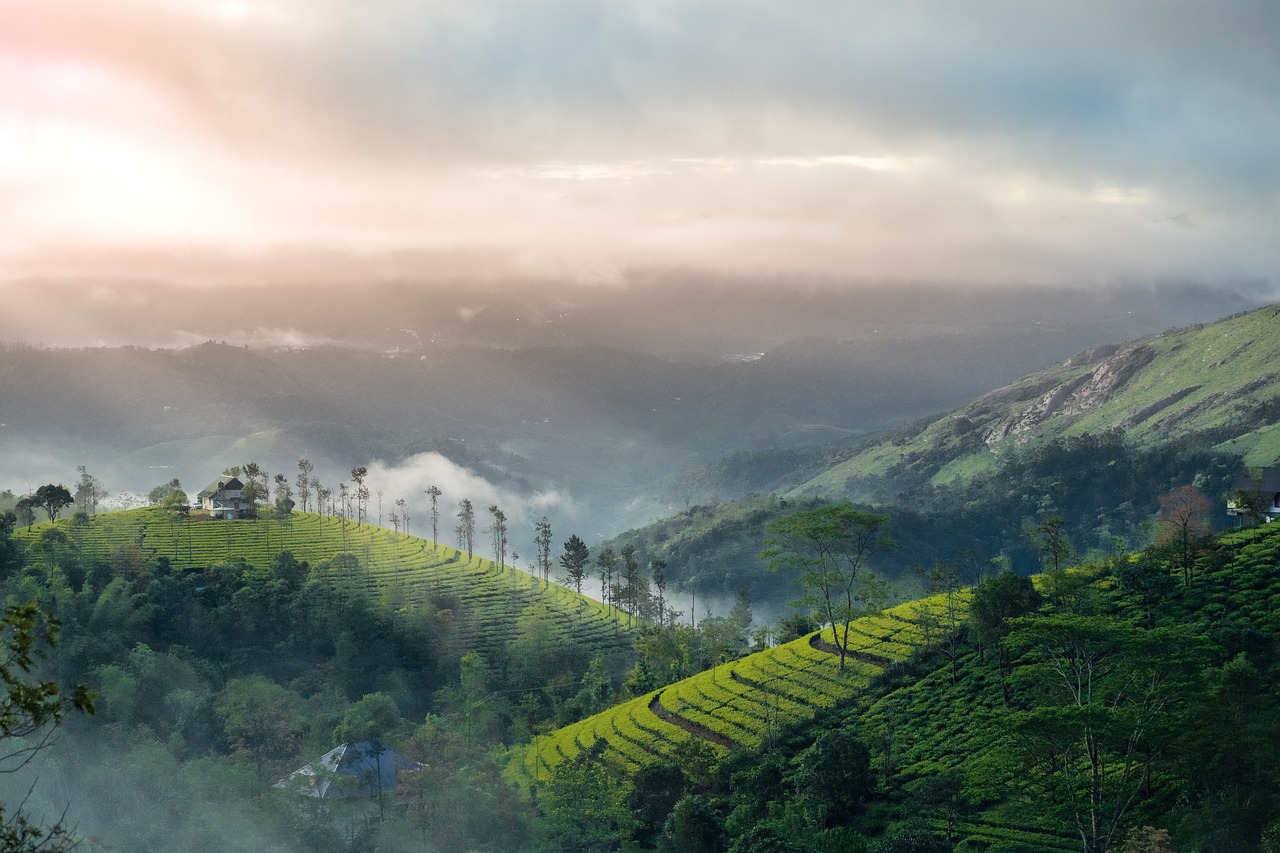 Tea Plantations and Wildlife Expedition in Idukki