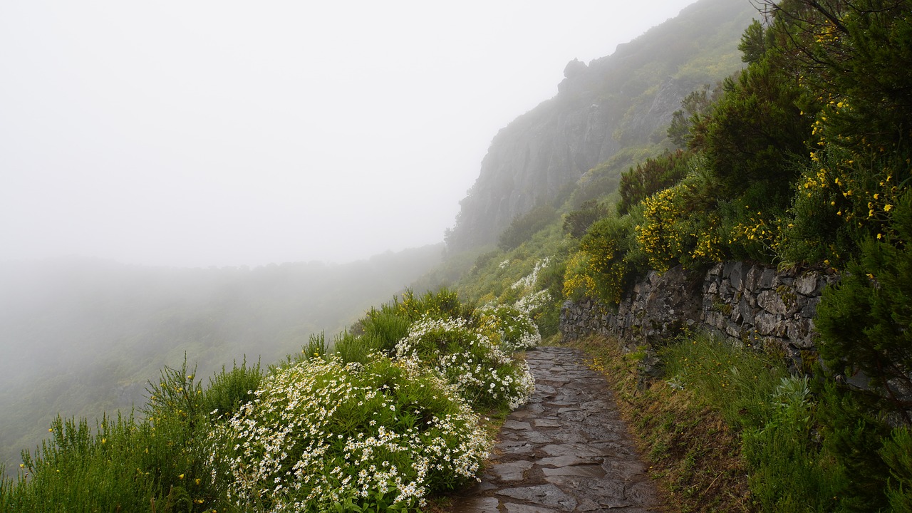 Whale Watching and Mountain Adventures in Pico Island