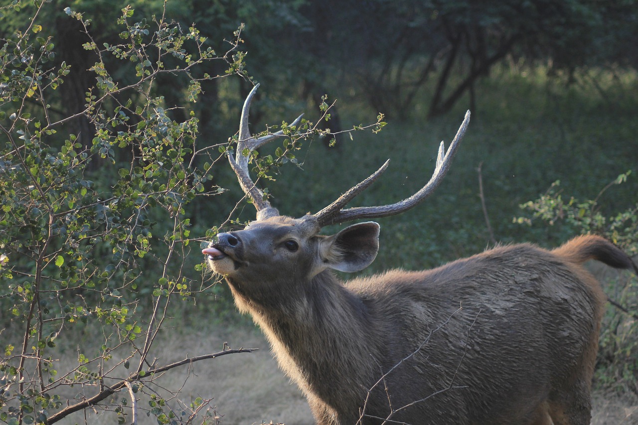 Wildlife and Luxury in Ranthambore