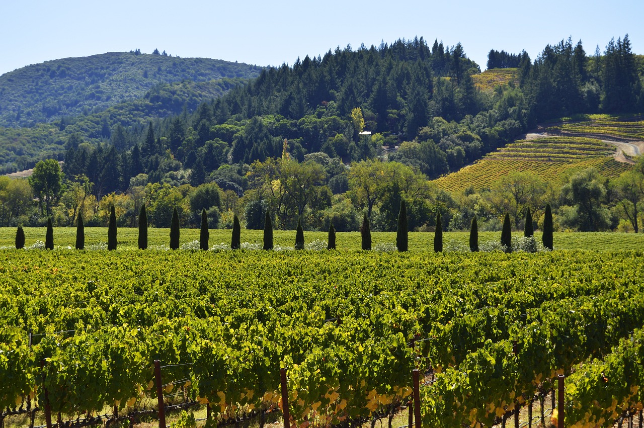 Wine Lovers' Paradise in Sonoma County