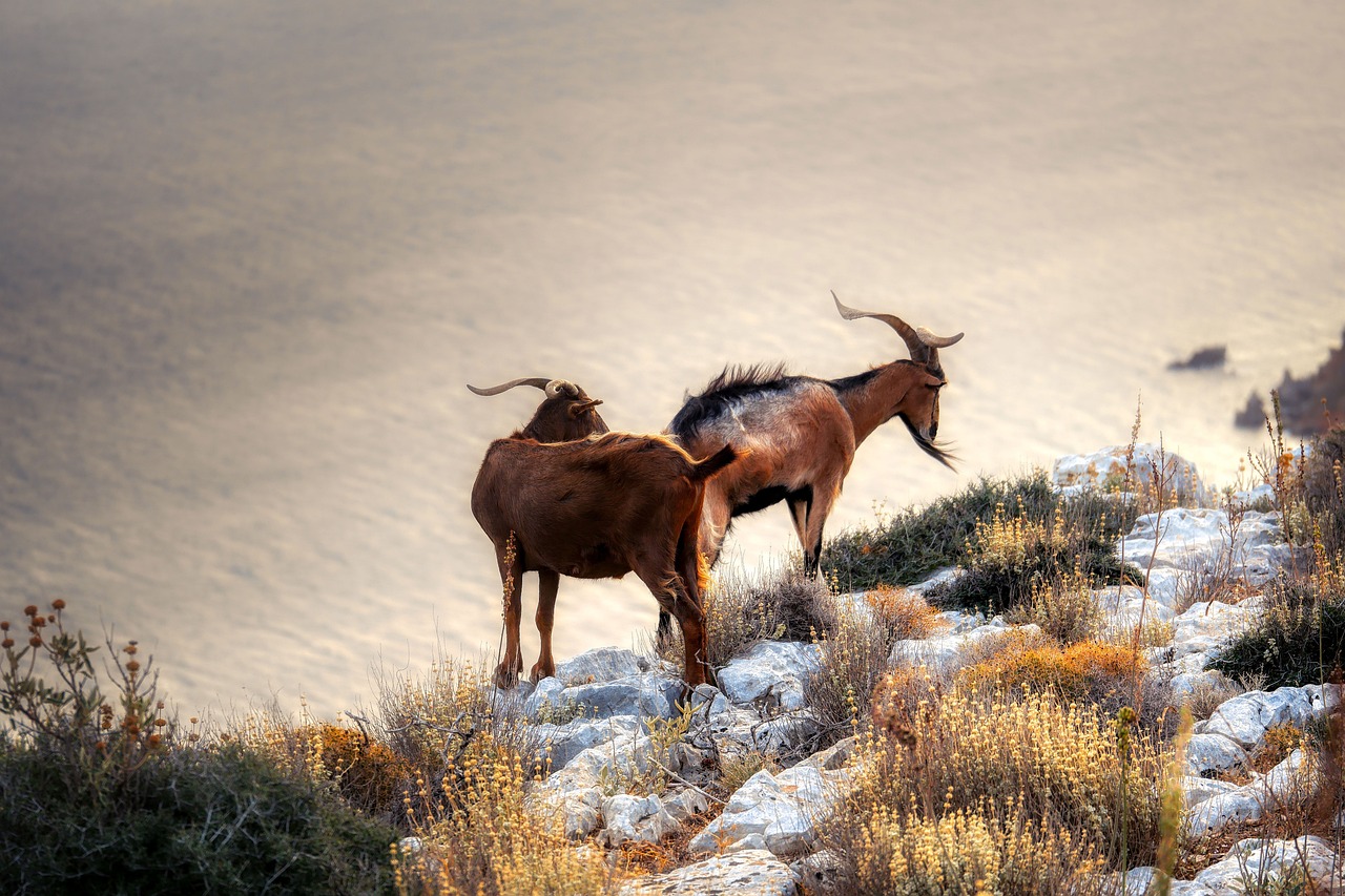 Sardinian Adventure in Cabras: Nature and Culinary Delights