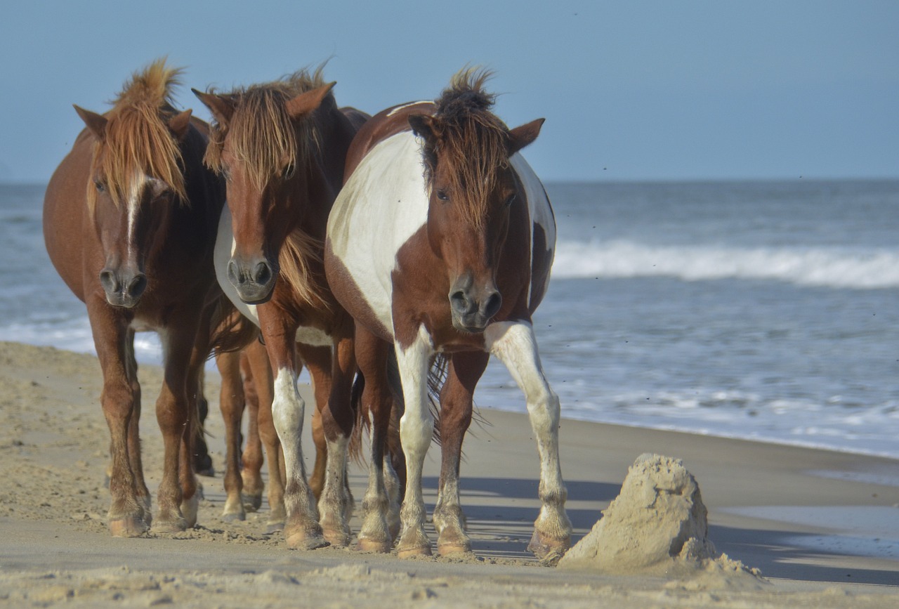 Nature and Culinary Delights in Assateague Island