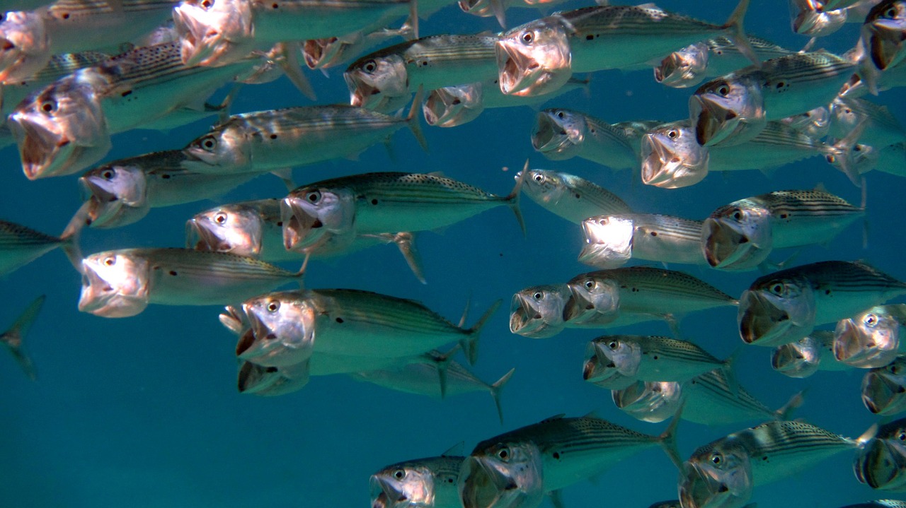 Découverte Culinaire et Maritime de Safaga