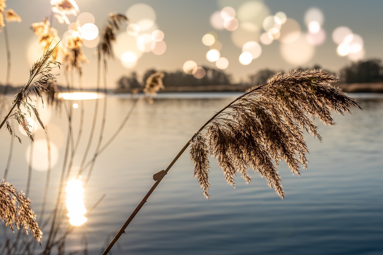 Wildlife and Waterways in Crystal River