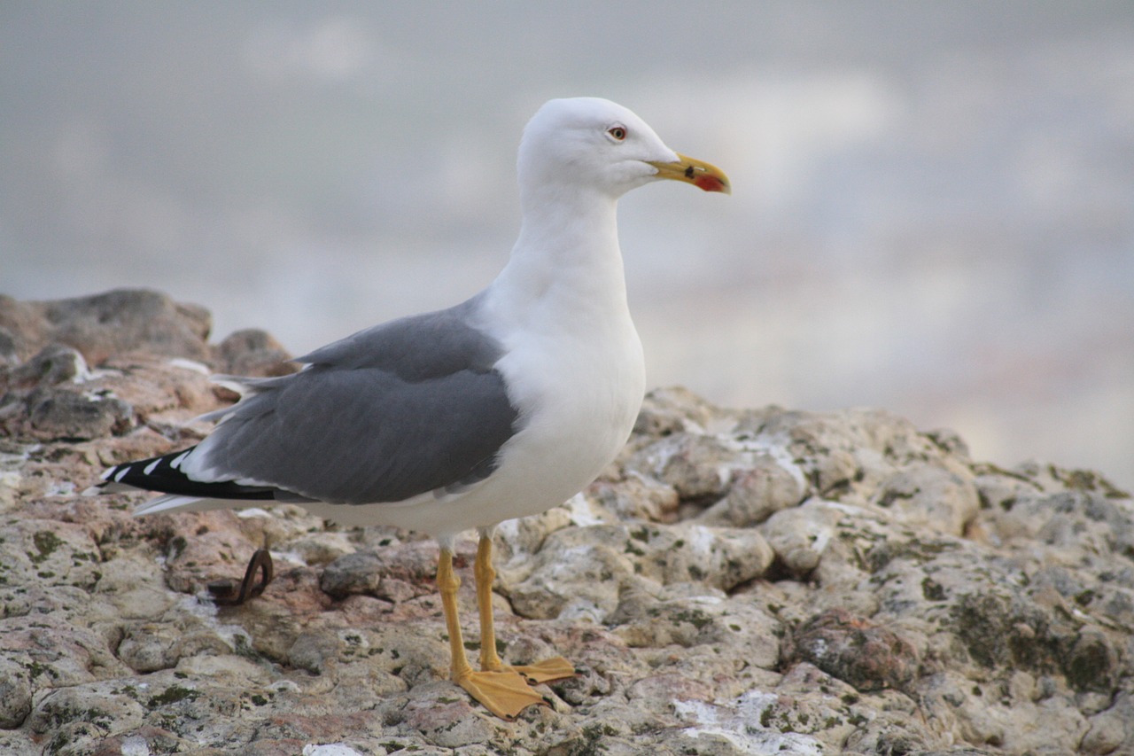 A Week in Nazaré: Beaches, Monasteries, and Seafood Delights