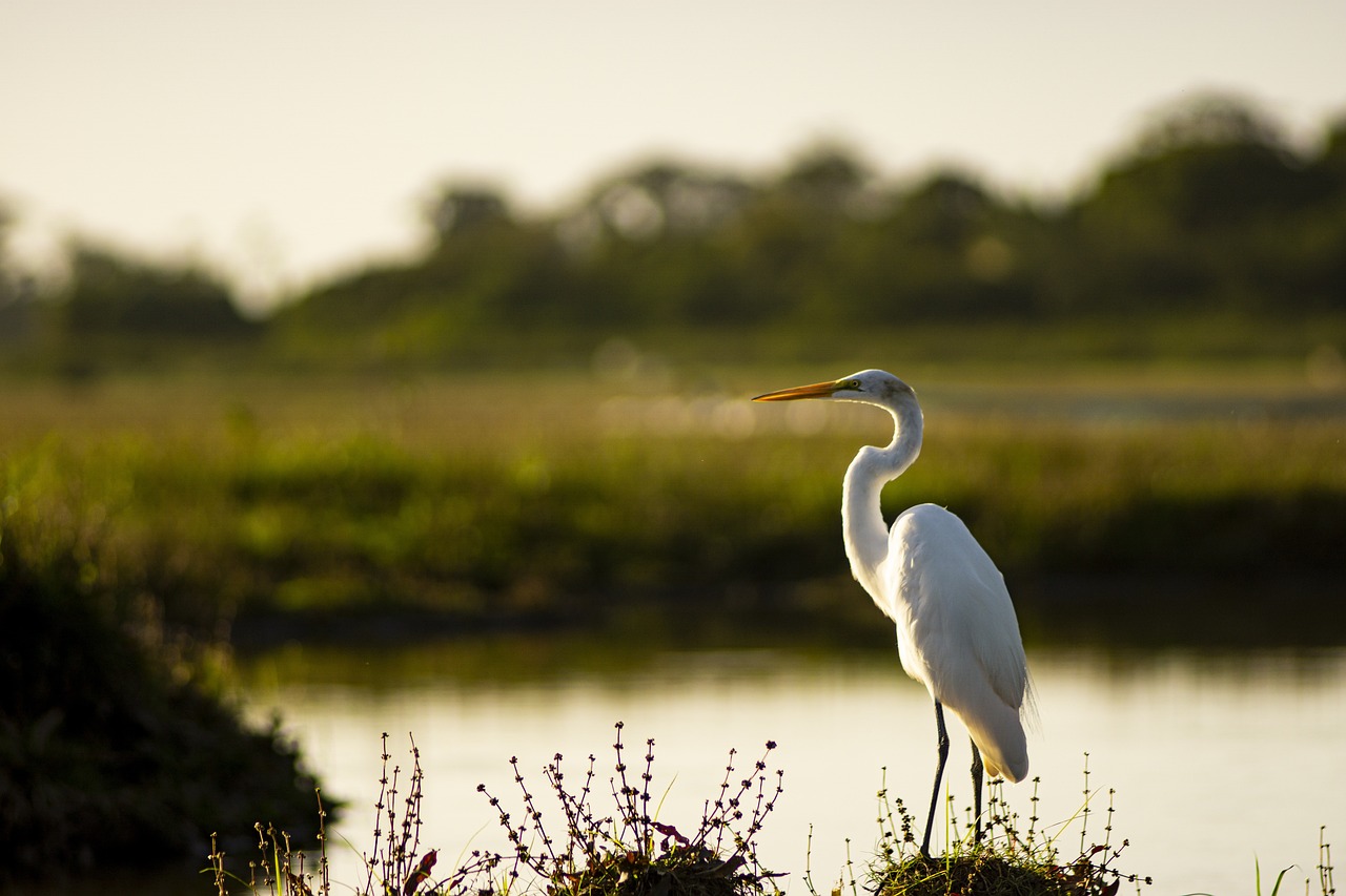 Discovering Caño Negro in 5 Days