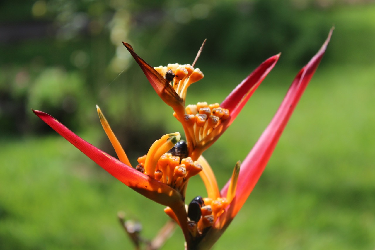 Culinary Delights in Pirenópolis