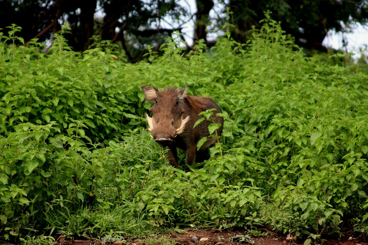 Wildlife and Culinary Delights in Mole National Park