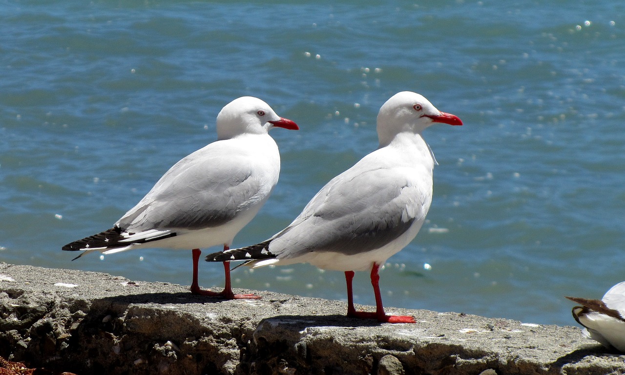 Nature and Gastronomy in Akaroa