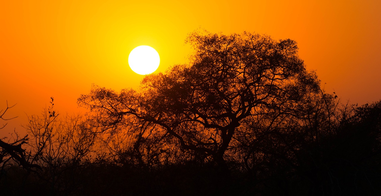 Avventura nei Paesaggi Selvaggi del Kruger National Park