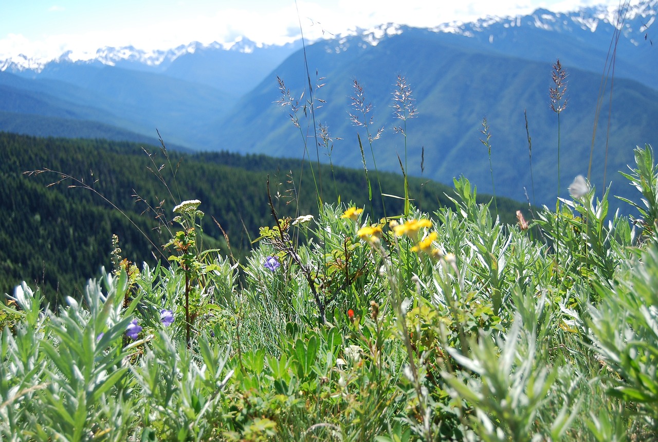 Exploring the Charms of Olympic Peninsula in 5 Days