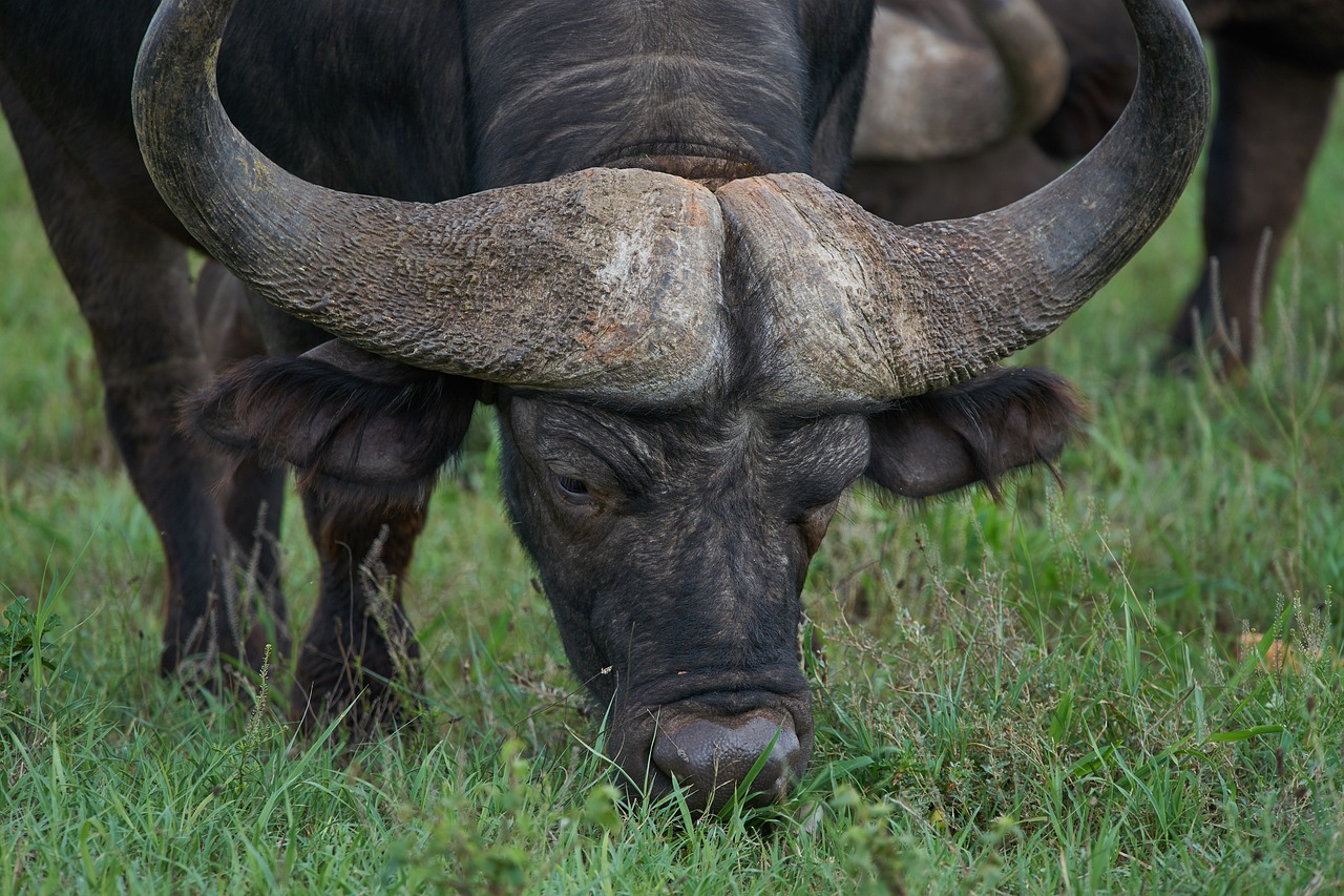 Ultimate 2-Day Safari Experience in Addo