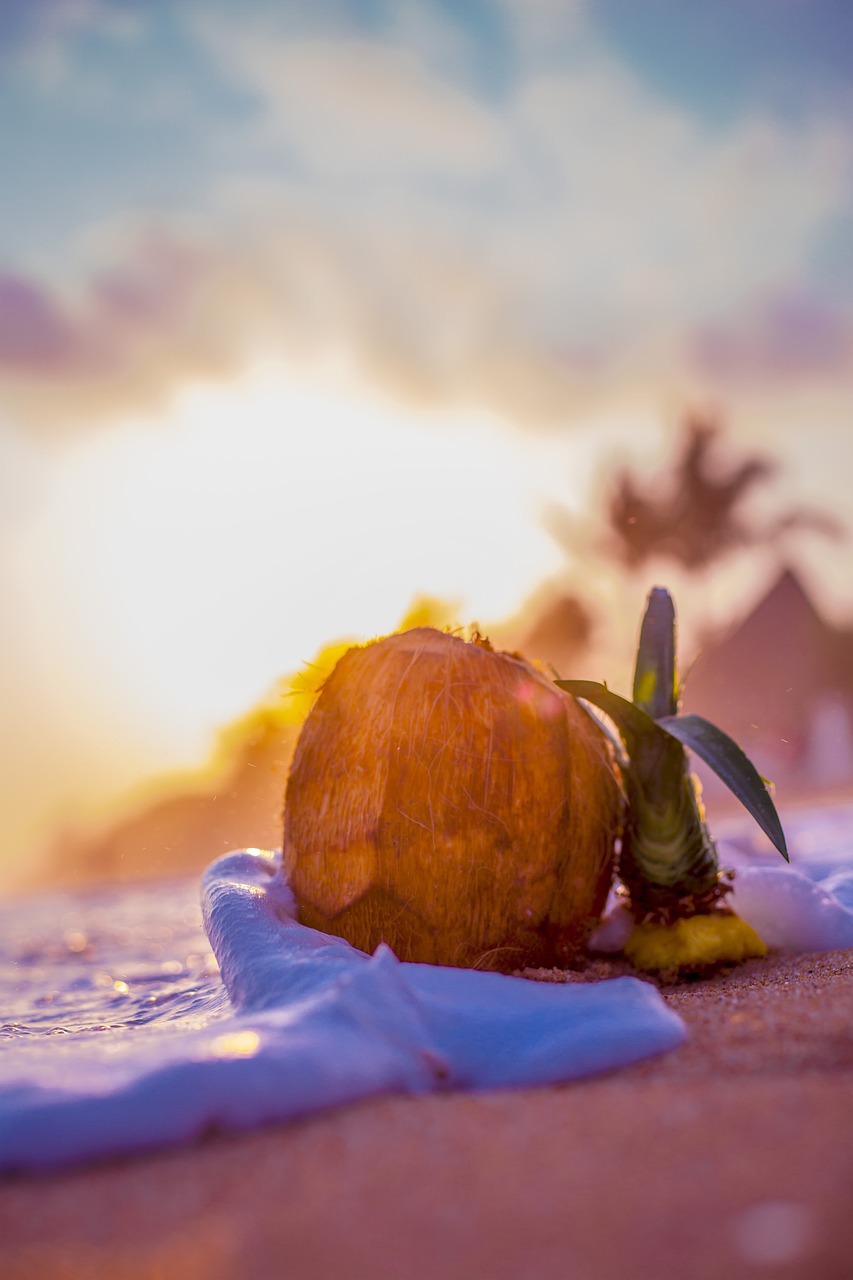 Ultimate Adventure and Dining Experience in Coco Beach