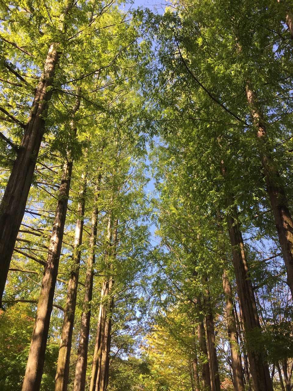 Immersive 5-Day Getaway in Nami Island