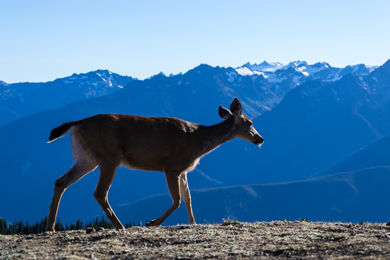 Immersive Week in Olympic National Park: Nature and Serenity