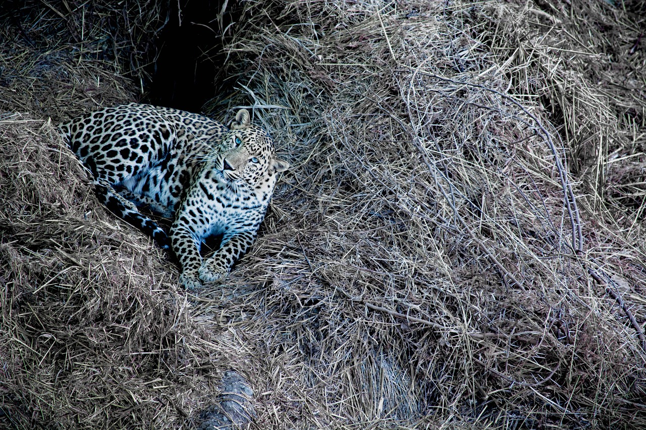 Wildlife Adventure in Sasan Gir National Park