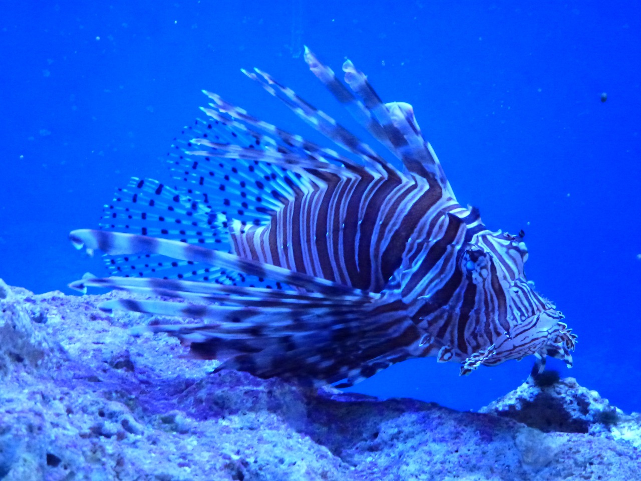 Oceanfront Delights in Key Largo