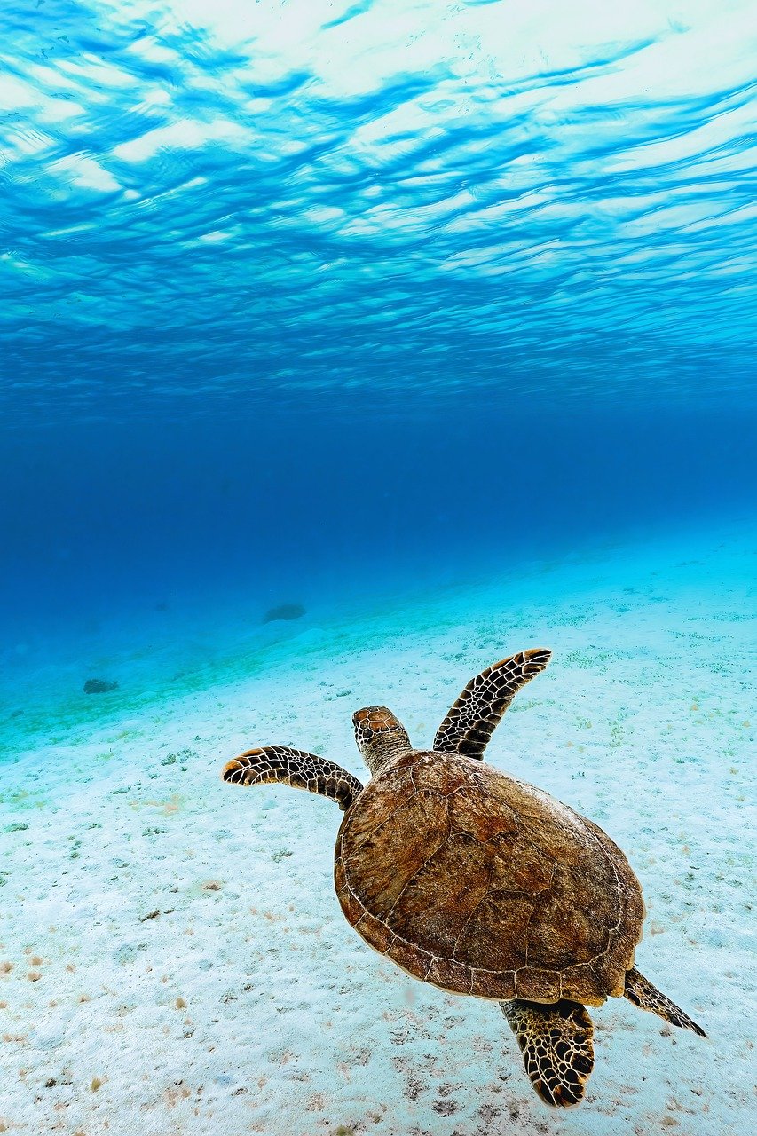 Ultimate Wildlife and Dive Adventure in Turtle Islands