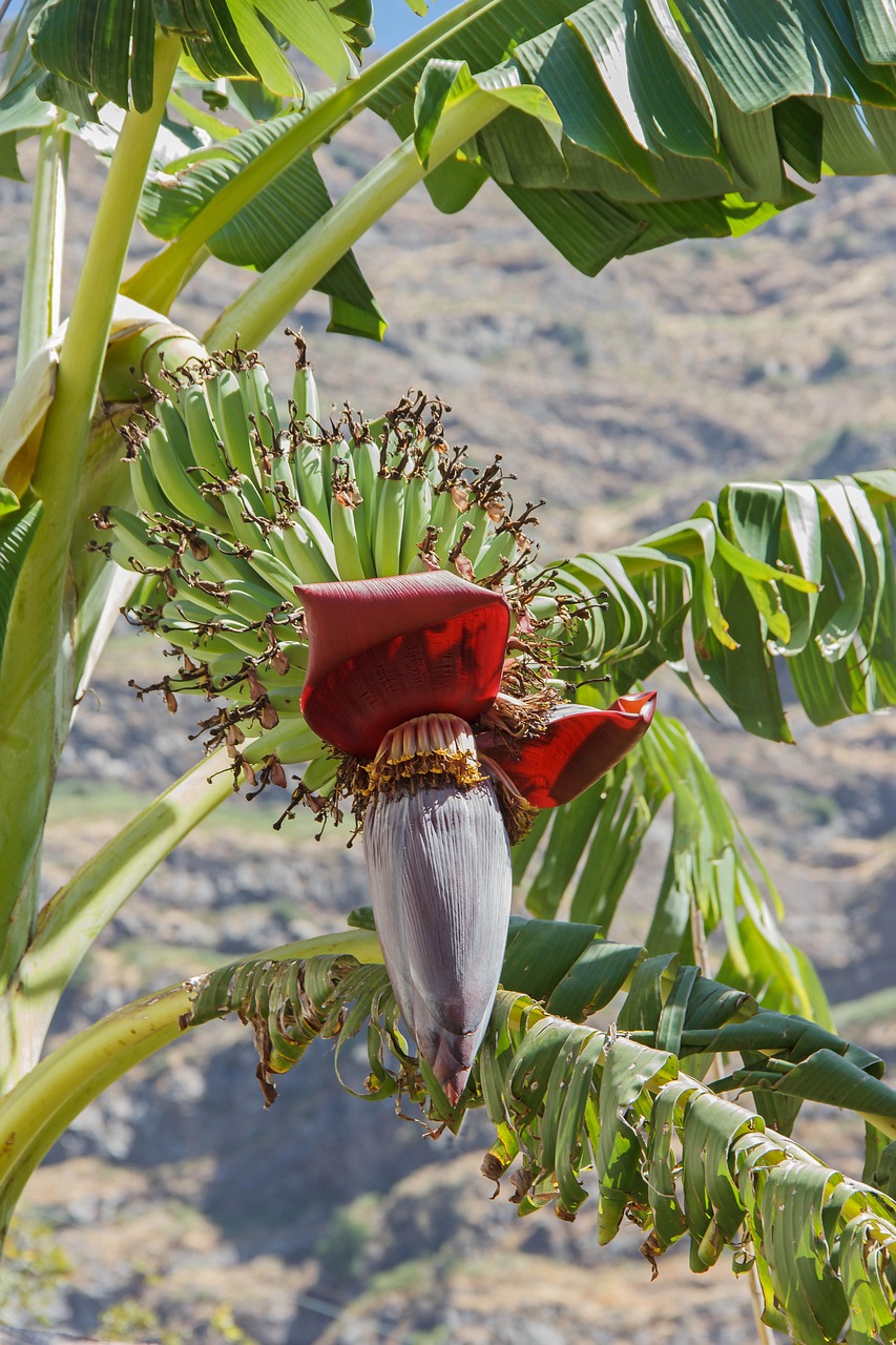 Ultimate Desert Adventure in Banana Island