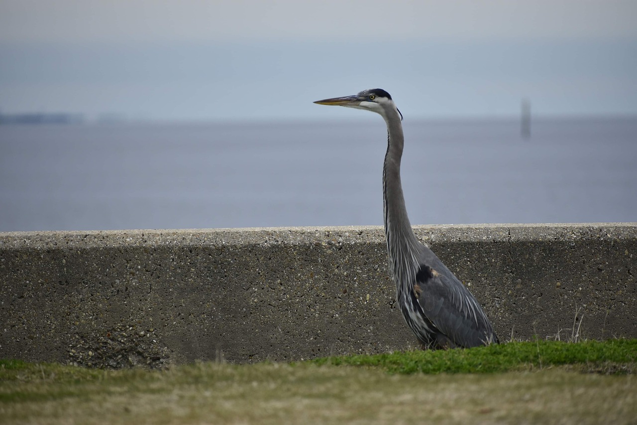 Mystery and History in Biloxi