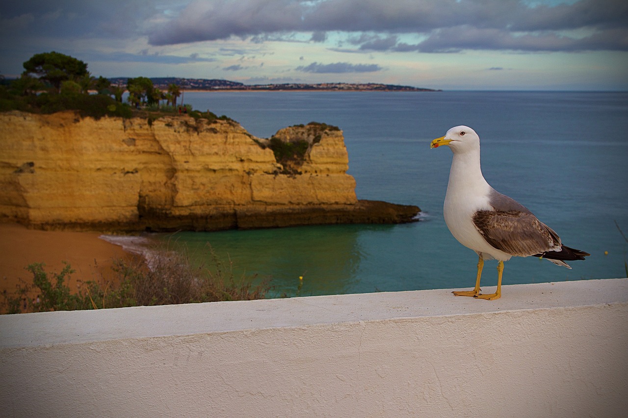 Découverte des Grottes de Benagil et Observation des Dauphins