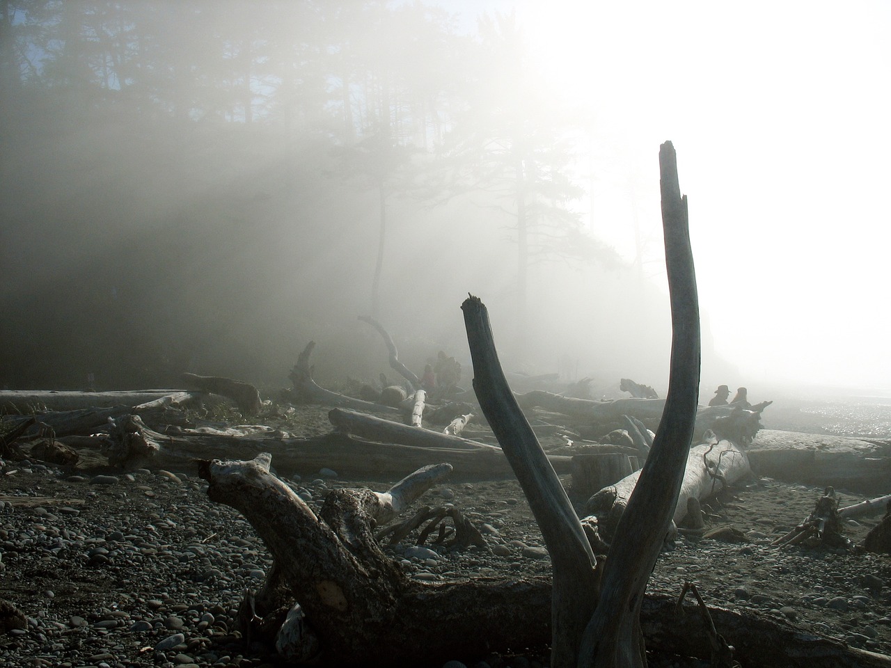 Scenic Olympic Peninsula Adventure