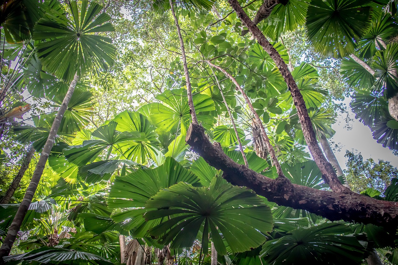 Ultimate Daintree Rainforest Adventure