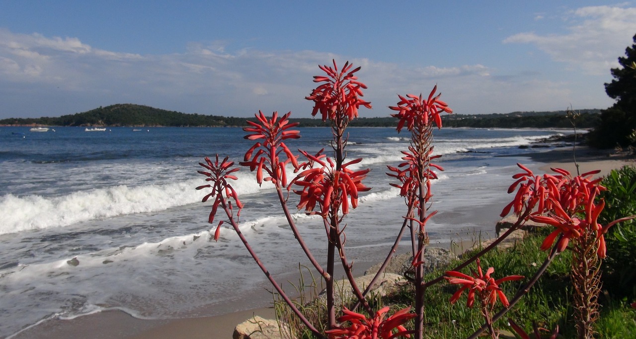 Corsican Coastal Adventure and Culinary Delights