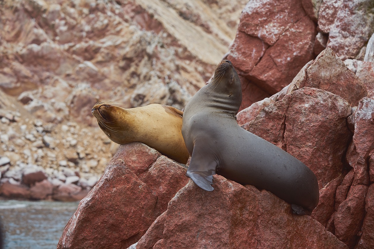 Explorando Paracas y sus Alrededores