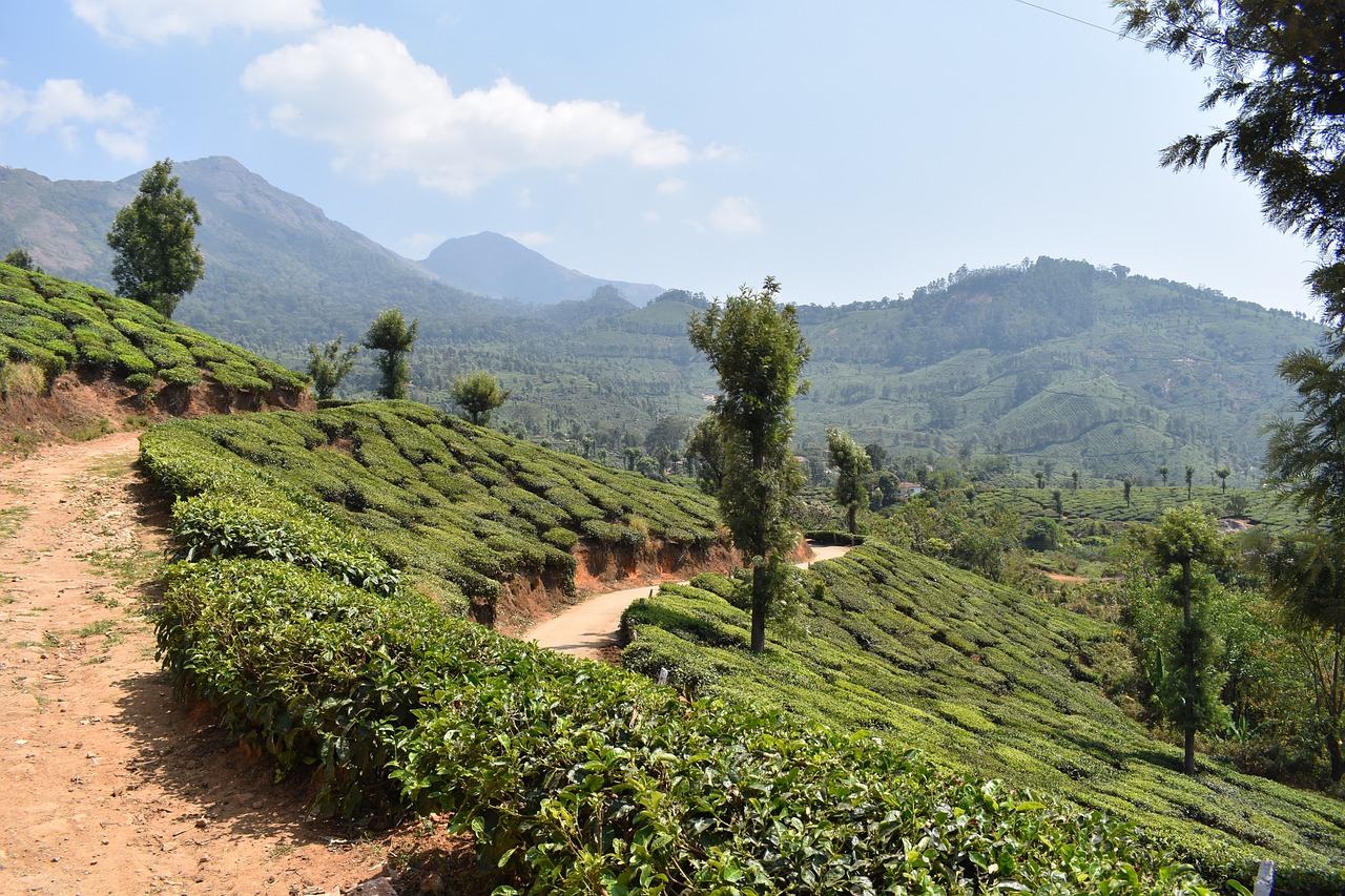 Tea Plantations and Mountain Views in Munnar