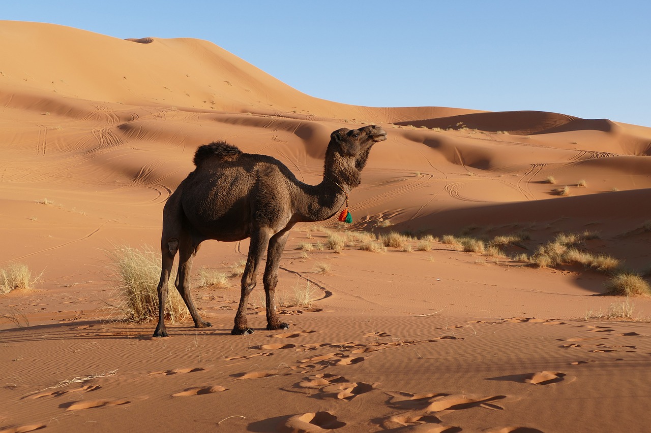 Desert Adventure in Merzouga: Camel Treks and Luxury Camping