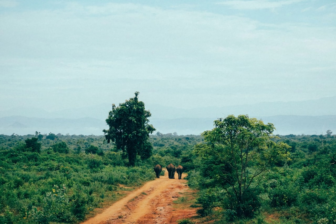 Ultimate Udawalawe Safari and Culinary Experience