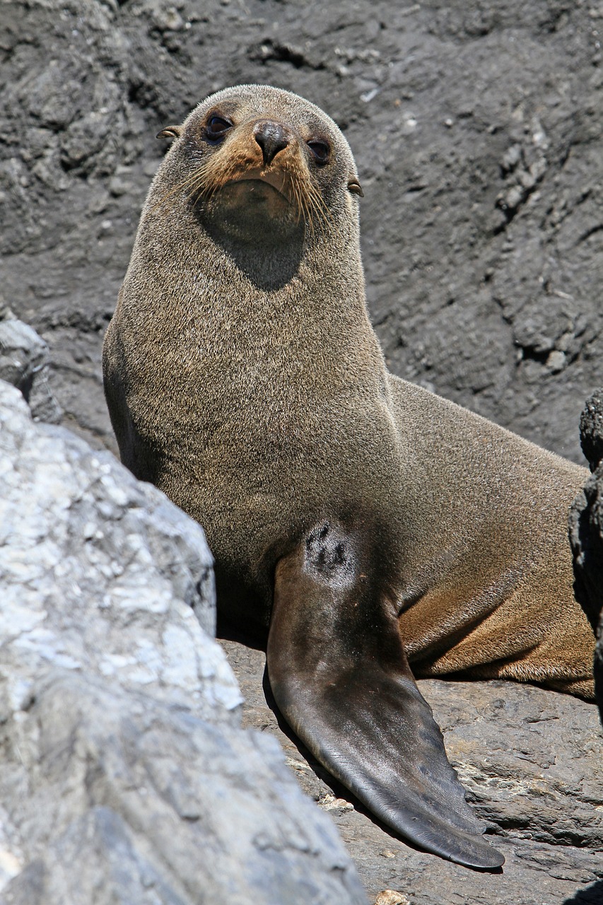 Seal Rock Coastal Delights