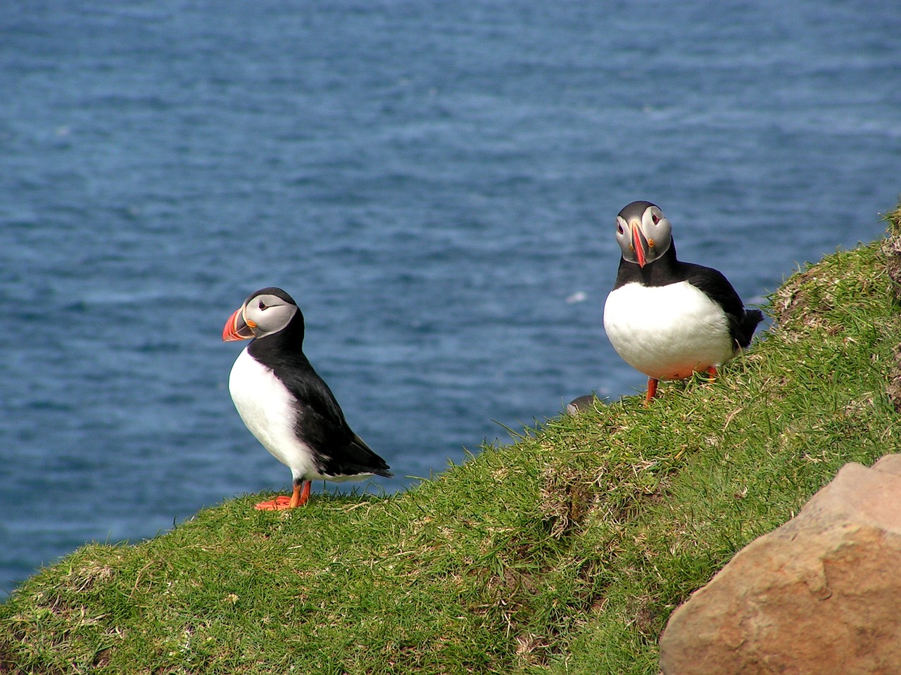 6 Days of Puffin Watching and Hiking