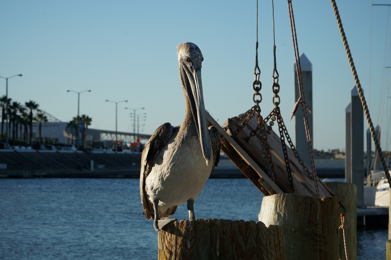 A Day of Maritime Discovery in Corpus Christi