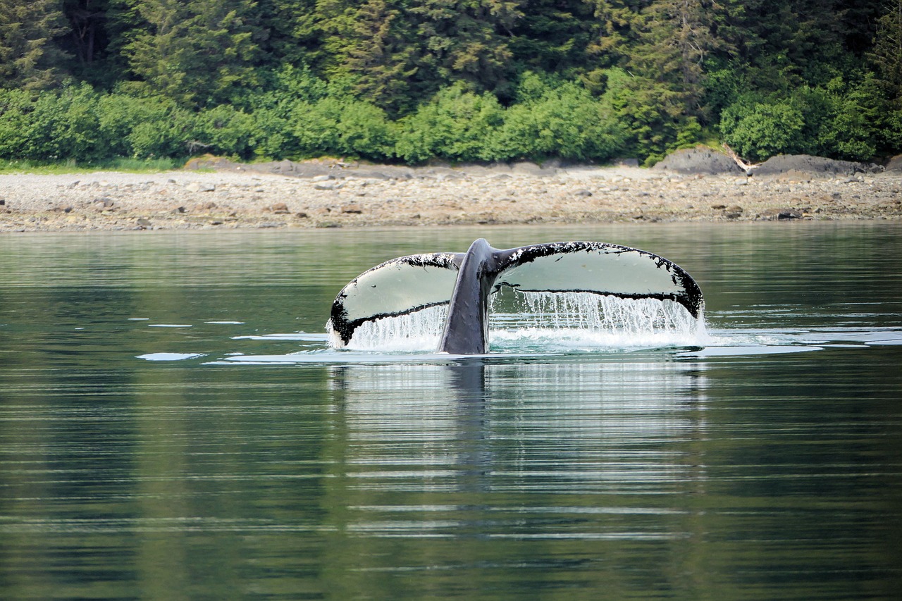 Whale Watching and Cultural Delights in Icy Strait Point